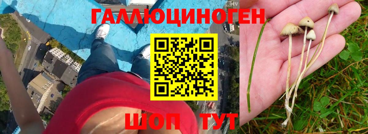 Галлюциногенные грибы Psilocybe  наркошоп  Берёзовский 